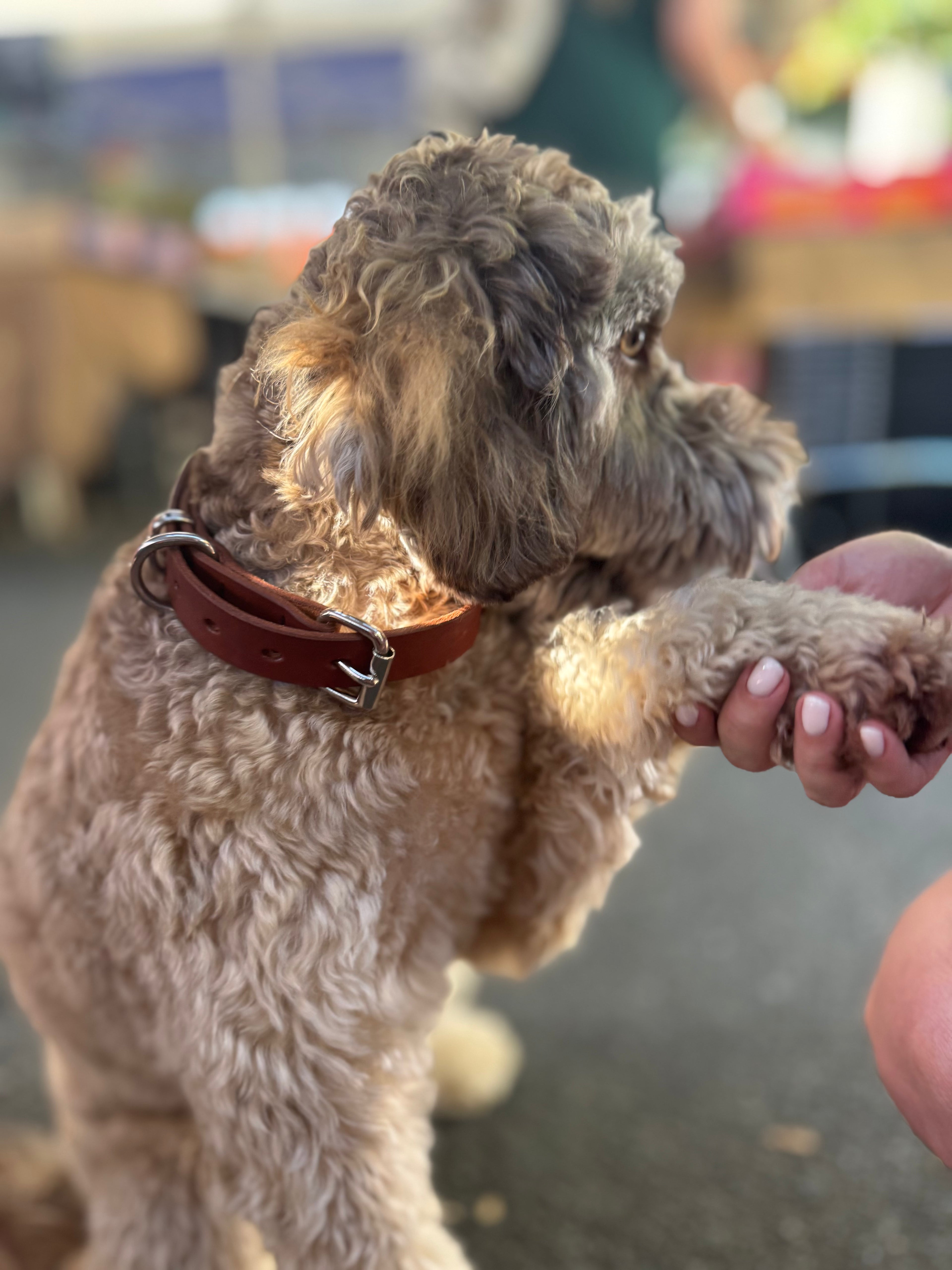 Tan Dog Collar